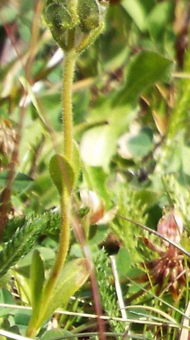 Veronica bellidioides in fruttificazione