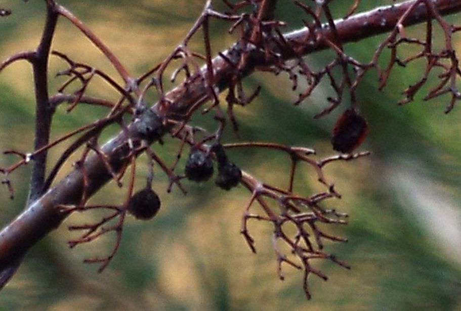 Su che albero sta ?  Su un  Sorbus aucuparia / Sorbo degli uccellatori /(Rosaceae)