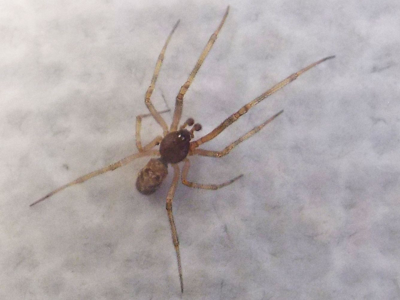 Steatoda triangulosa  - Milano