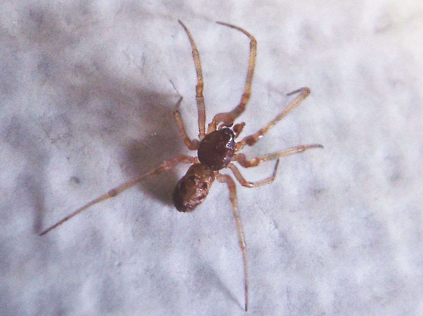 Steatoda triangulosa  - Milano