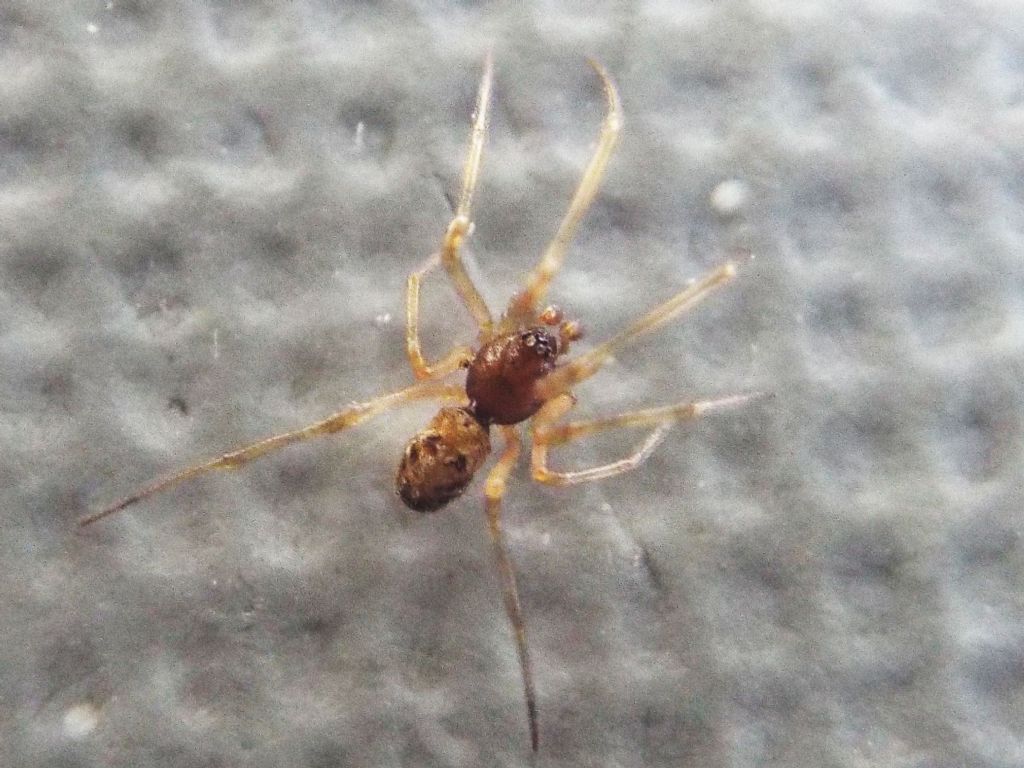 Steatoda triangulosa  - Milano