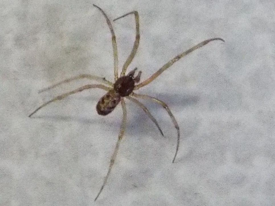 Steatoda triangulosa  - Milano