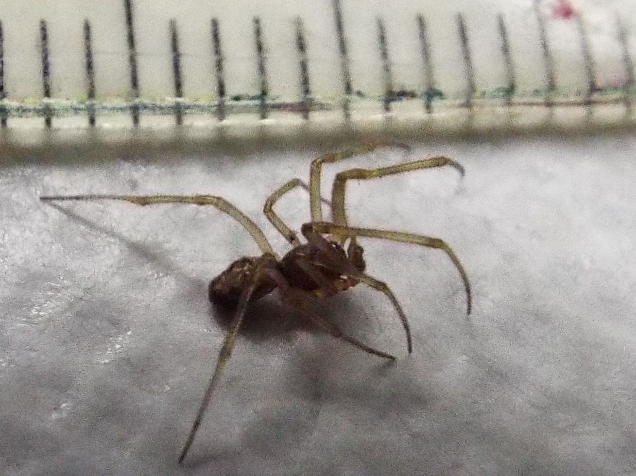 Steatoda triangulosa  - Milano