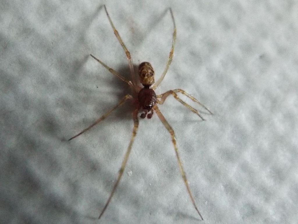 Steatoda triangulosa  - Milano