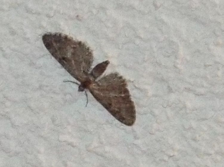 Geometridae: Eupithecia sp.