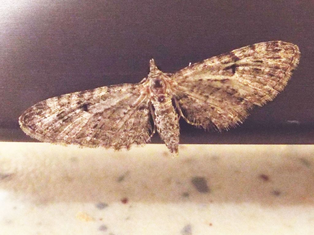 Geometridae: Eupithecia sp.