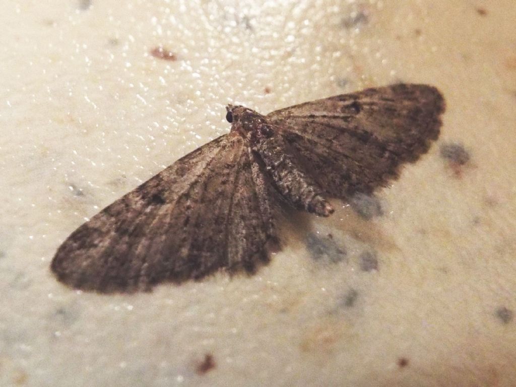 Geometridae: Eupithecia sp.