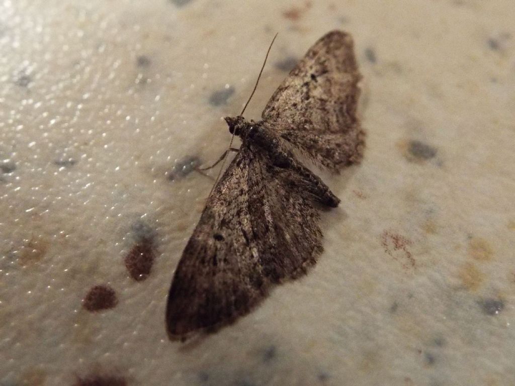 Geometridae: Eupithecia sp.