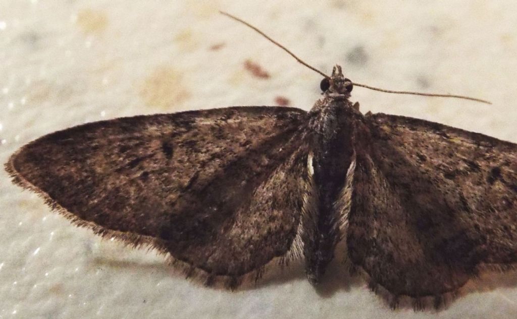 Geometridae: Eupithecia sp.