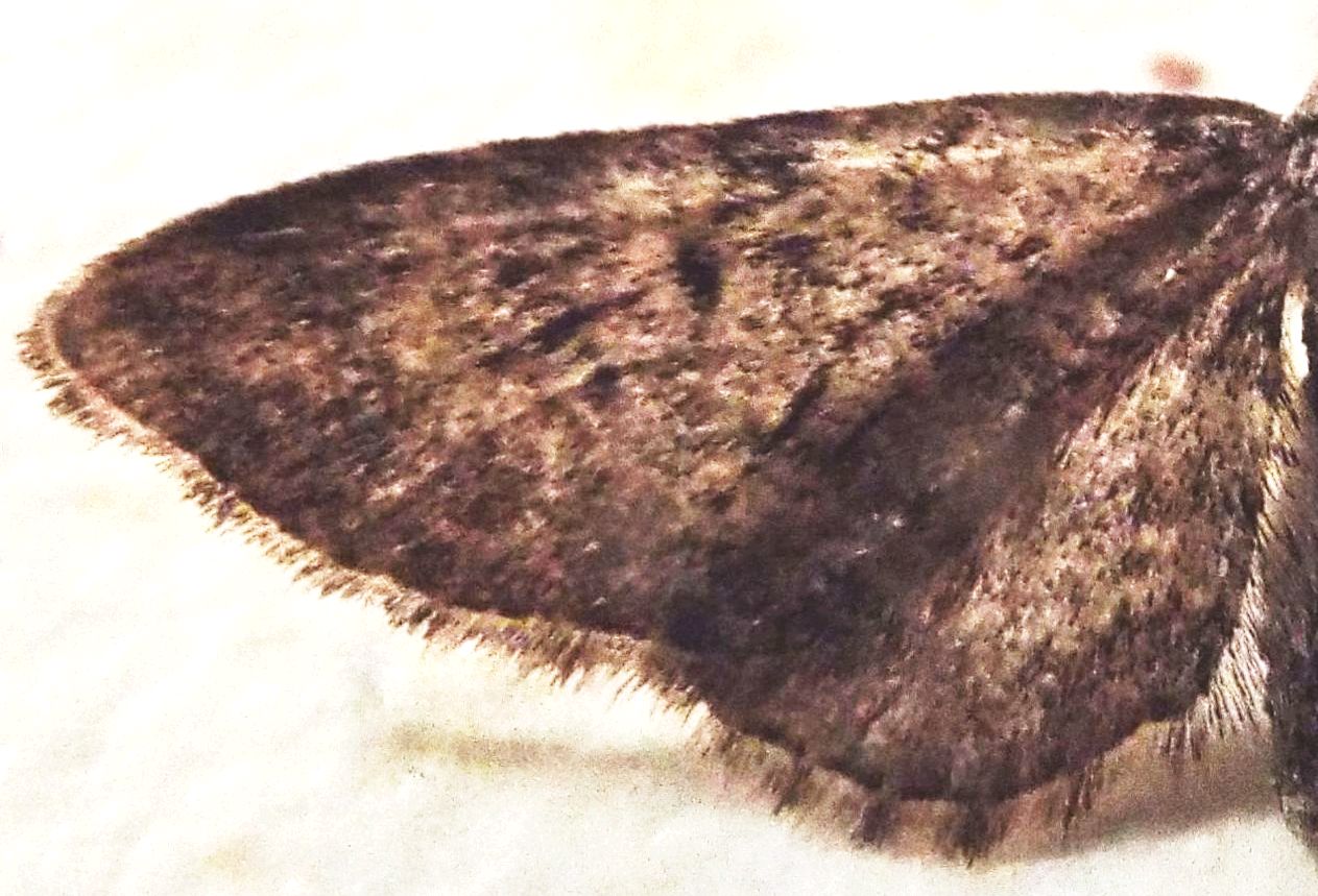 Geometridae: Eupithecia sp.