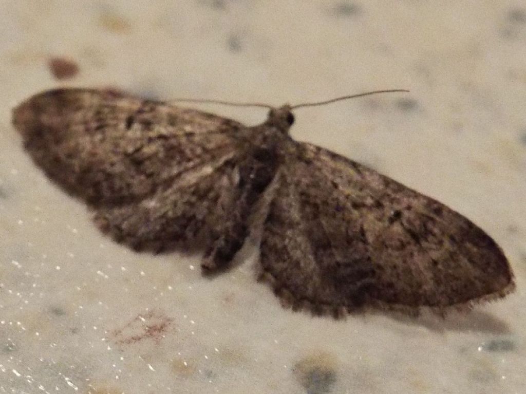 Geometridae: Eupithecia sp.