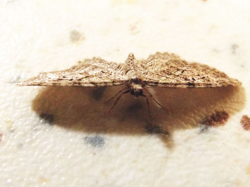 Geometridae: Eupithecia sp.