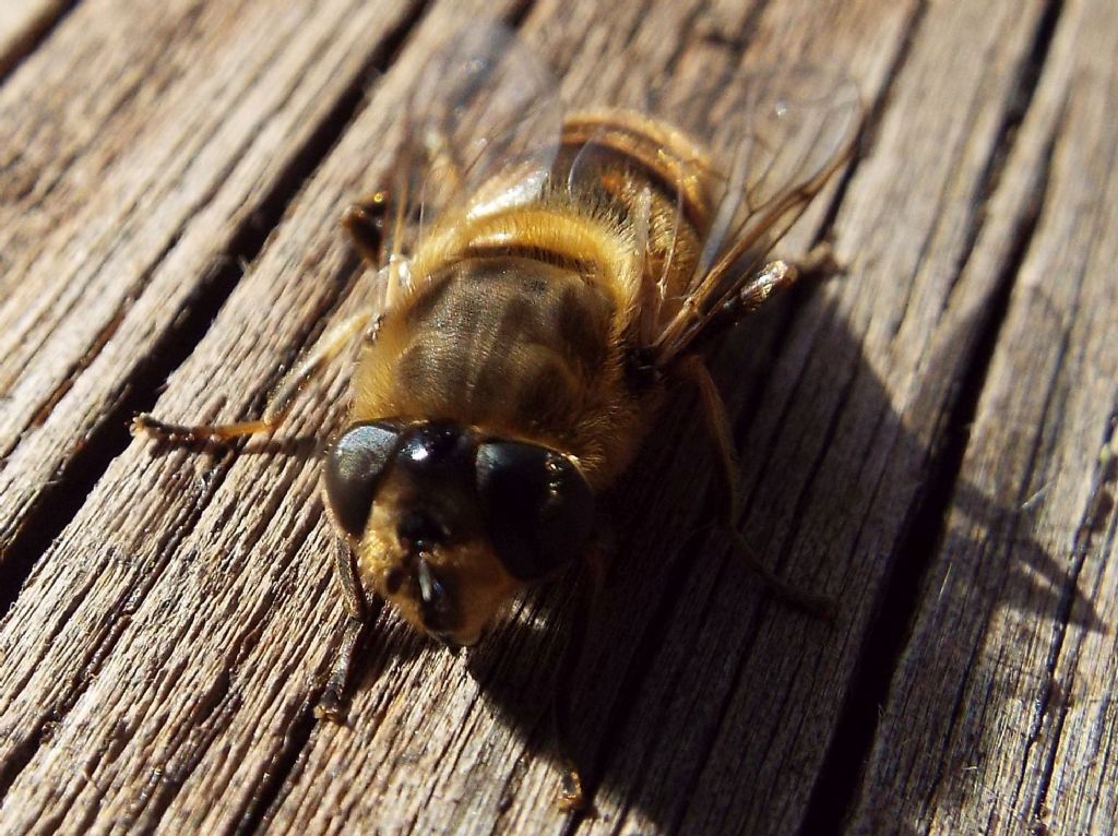 Syrphidae: Eristalix tenax,  femmina