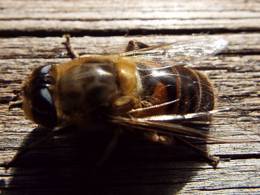 Syrphidae: Eristalix tenax,  femmina