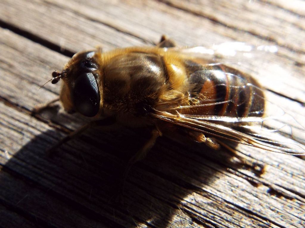 Syrphidae: Eristalix tenax,  femmina