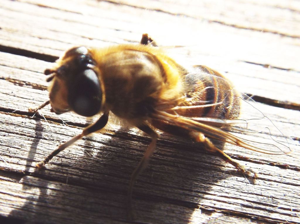 Syrphidae: Eristalix tenax,  femmina