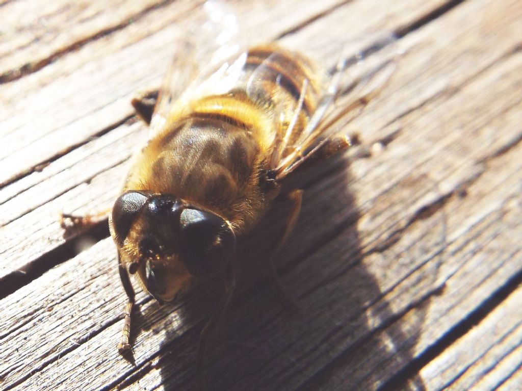 Syrphidae: Eristalix tenax,  femmina