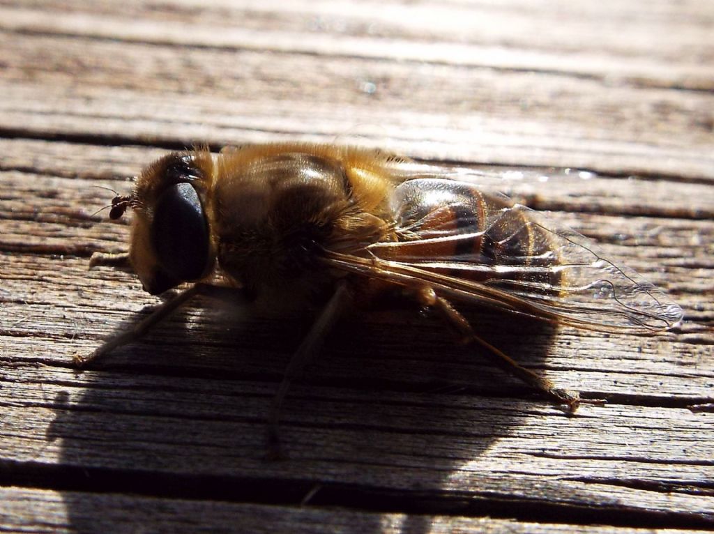 Syrphidae: Eristalix tenax,  femmina