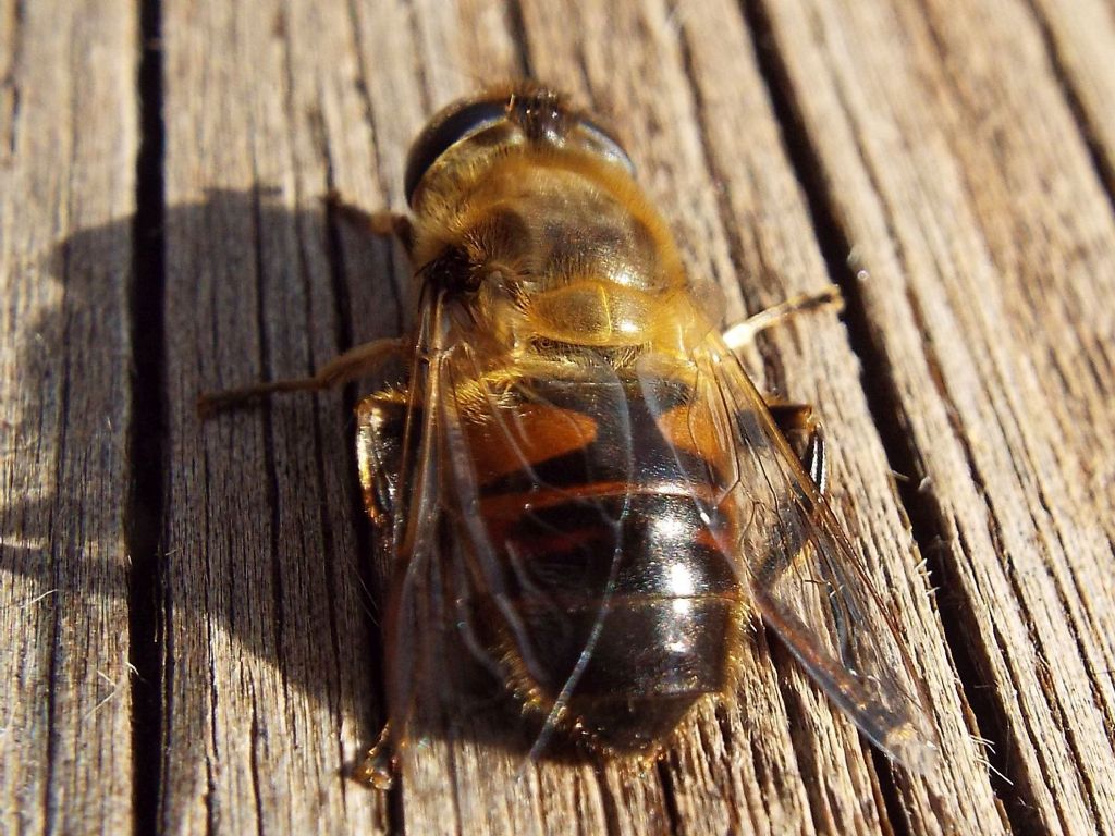 Syrphidae: Eristalix tenax,  femmina