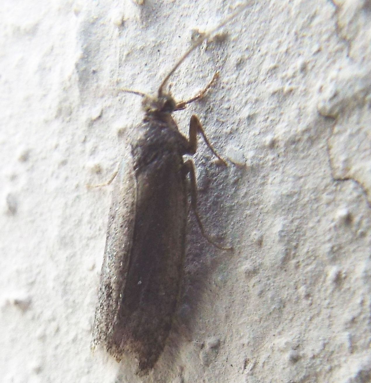 Falena da identificare:  fam. Tortricidae