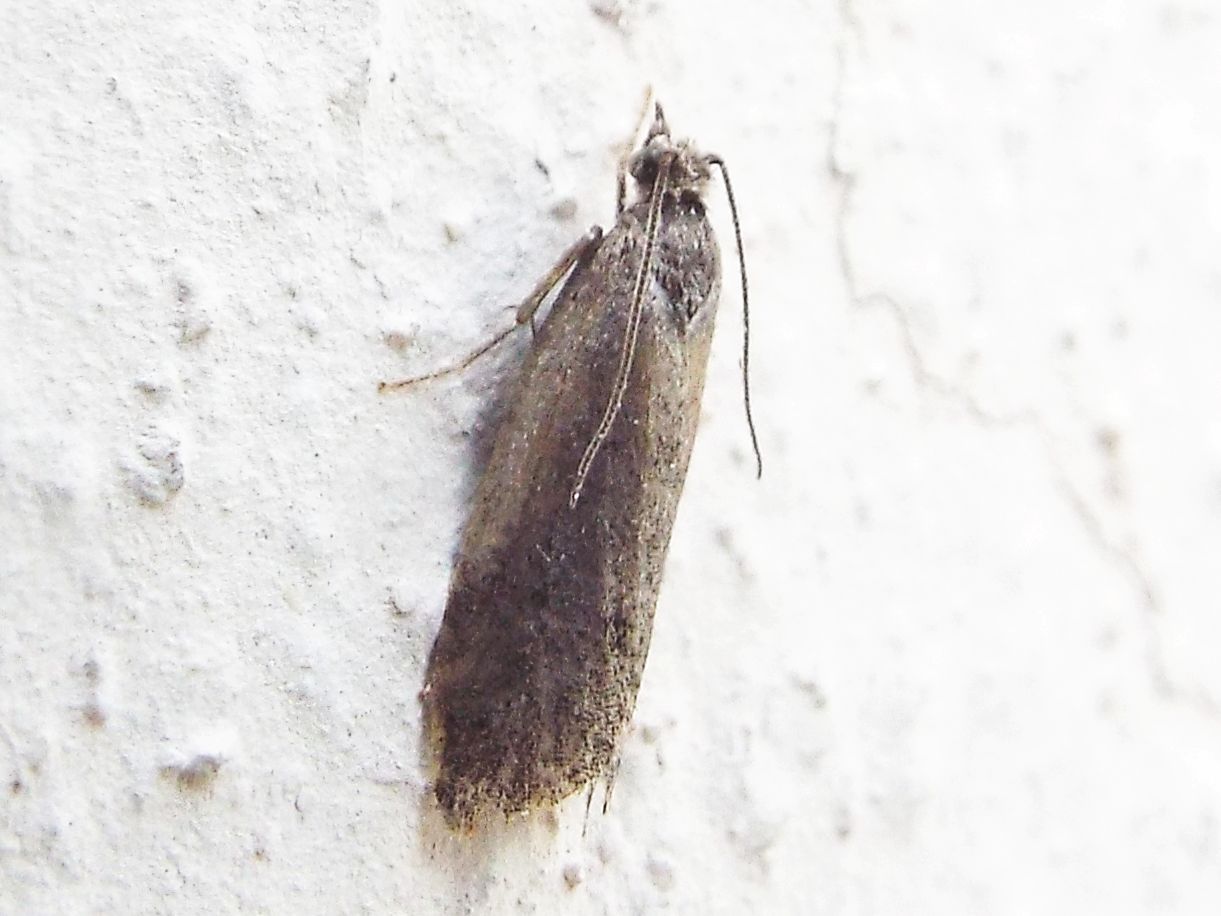 Falena da identificare:  fam. Tortricidae