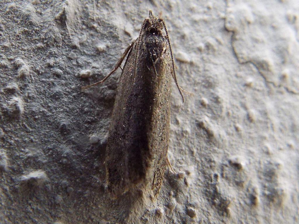 Falena da identificare:  fam. Tortricidae