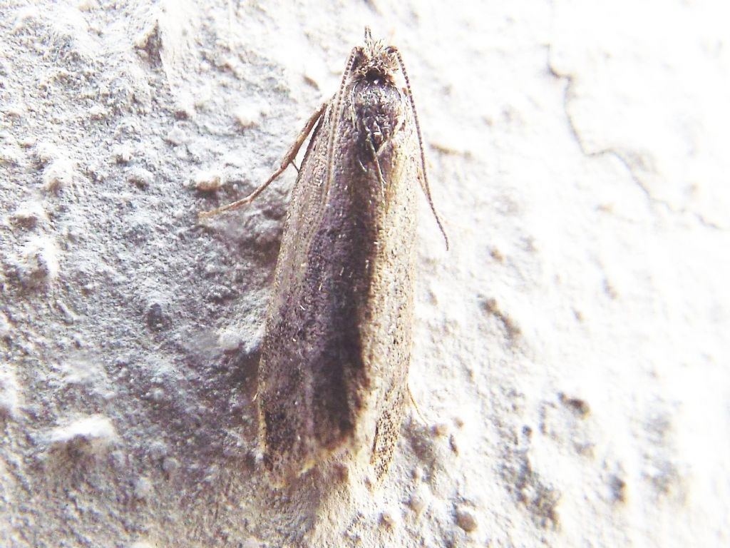 Falena da identificare:  fam. Tortricidae