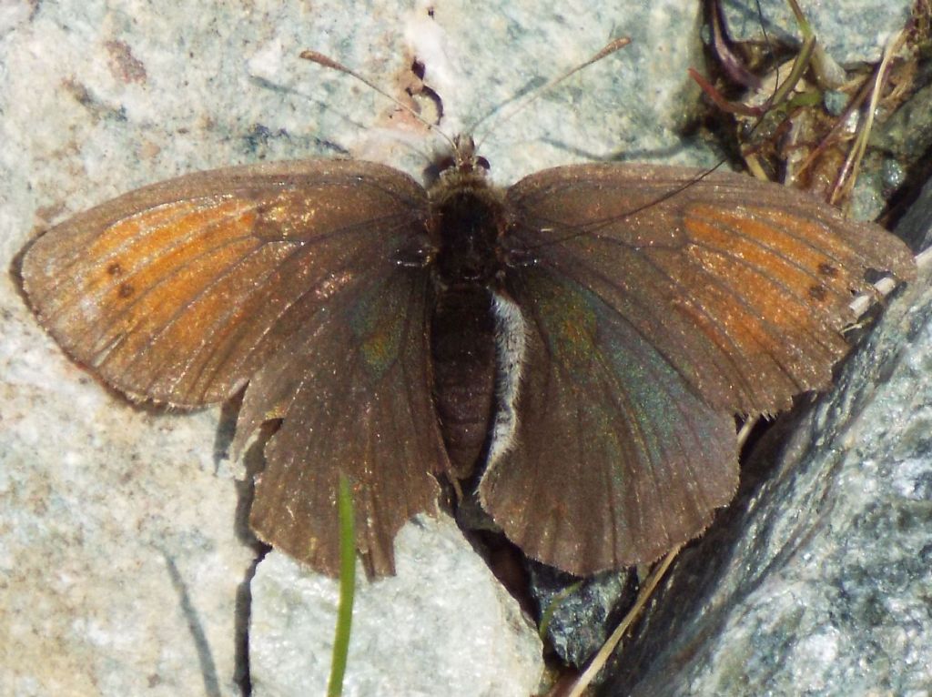 Erebia da identificare:   E. tyndarus