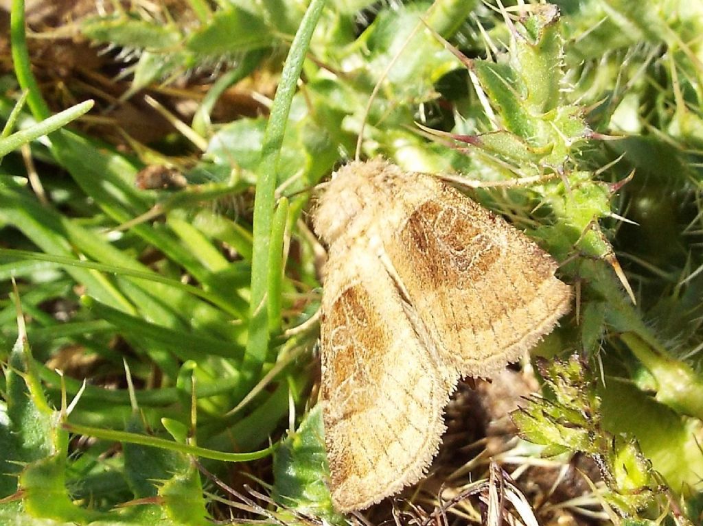 Noctuidae:  Agrotis clavis ??  No, Chersotis cuprea