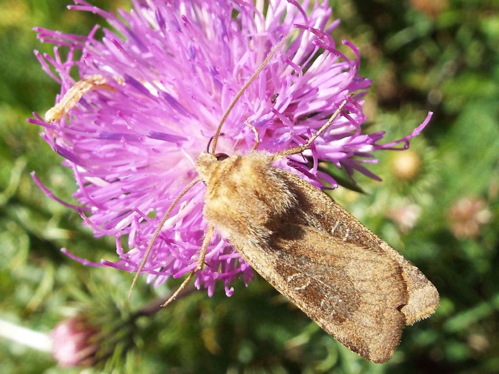 Noctuidae:  Agrotis clavis ??  No, Chersotis cuprea