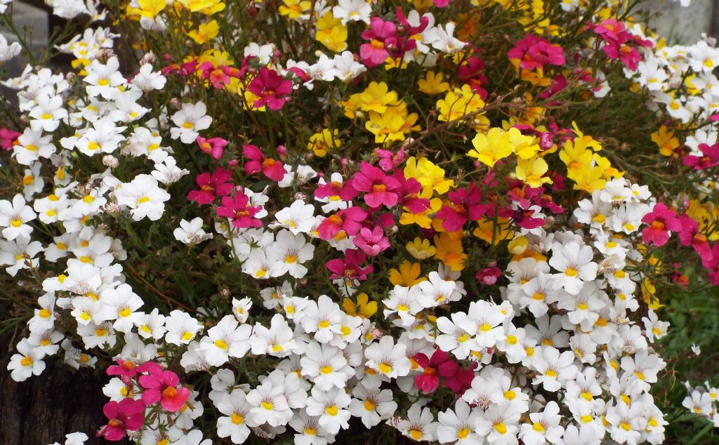 cultivars di Nemesia strumosa (Scrophulariaceae)