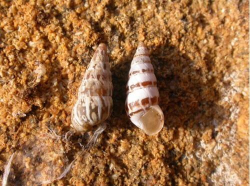 Cochlicella acuta