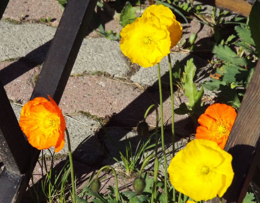 Papavero giallo / Papaver alpinum (cv?)