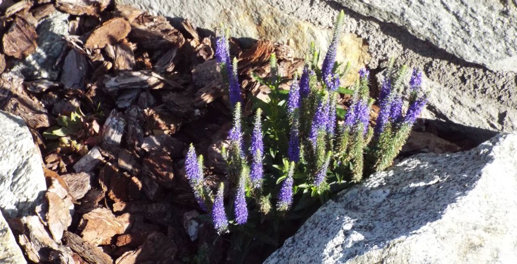 Veronica spicata (Plantaginaceae)