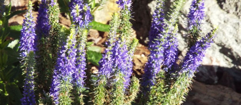 Veronica spicata (Plantaginaceae)