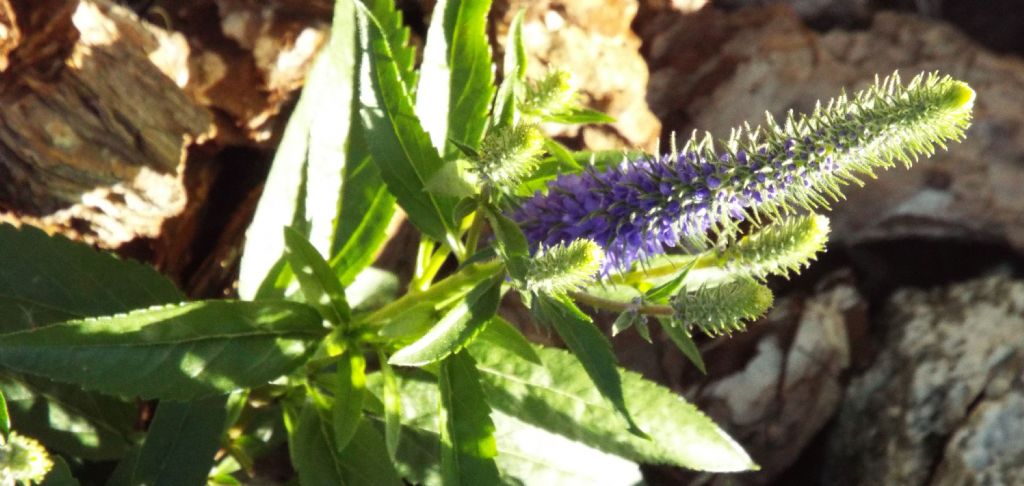 Veronica spicata (Plantaginaceae)