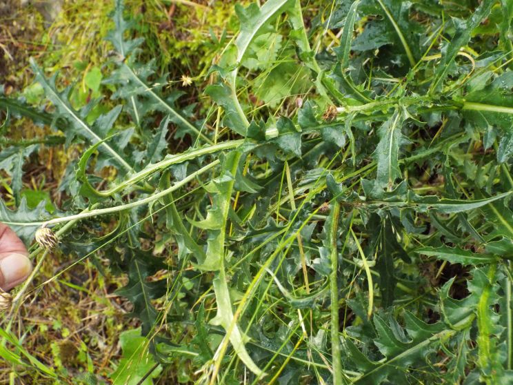 Carduus defloratus (Asteraceae)