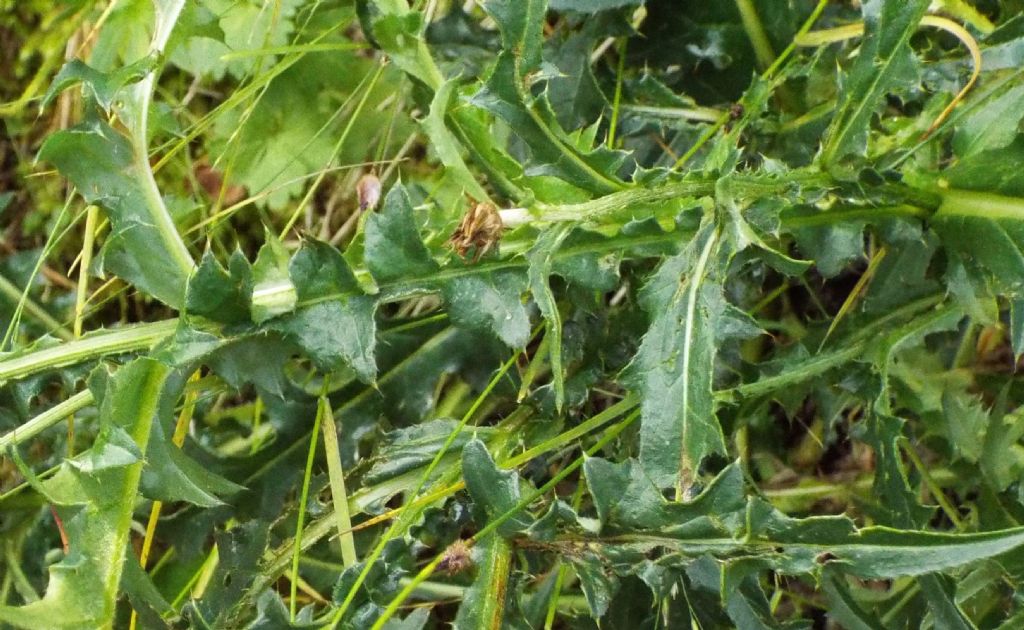 Carduus defloratus (Asteraceae)