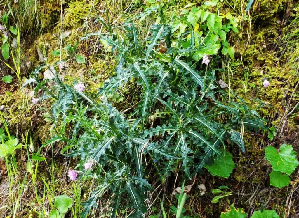 Carduus defloratus (Asteraceae)