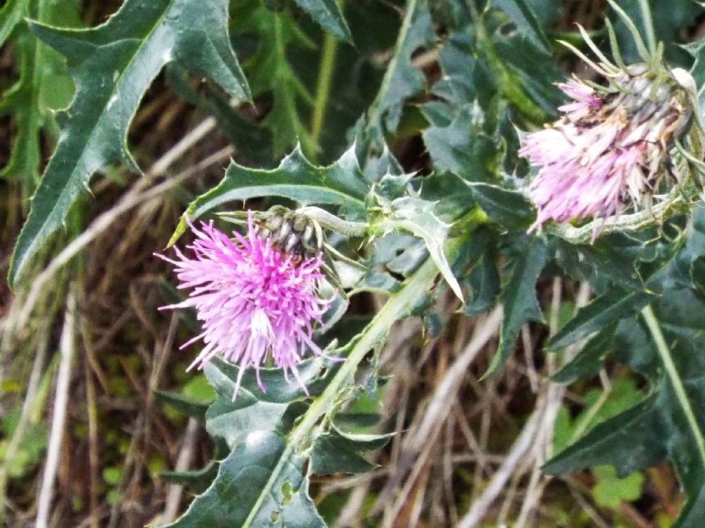 Carduus defloratus (Asteraceae)