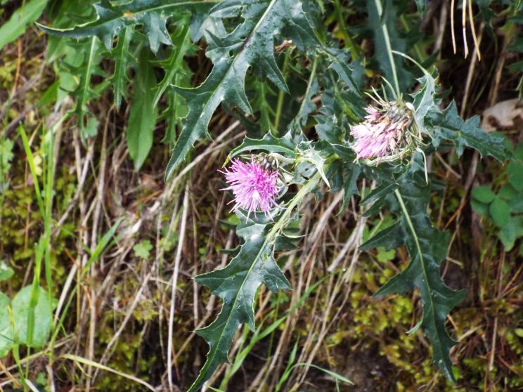 Carduus defloratus (Asteraceae)