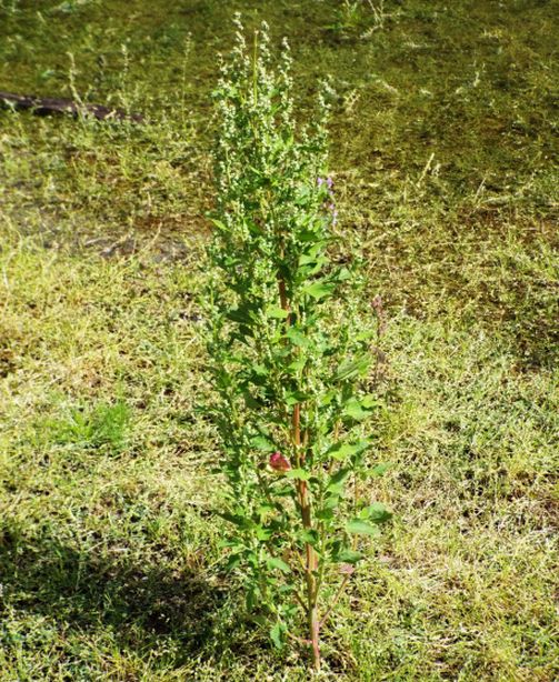 Quale Chenopodium? Chenopodium album