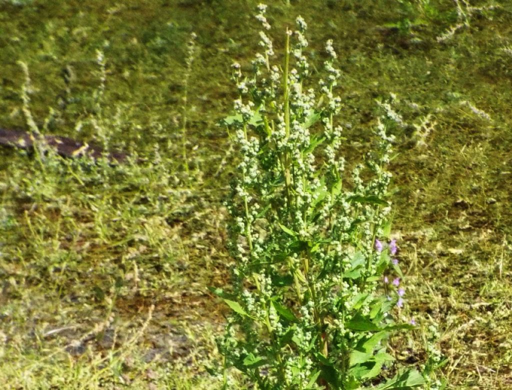 Quale Chenopodium? Chenopodium album