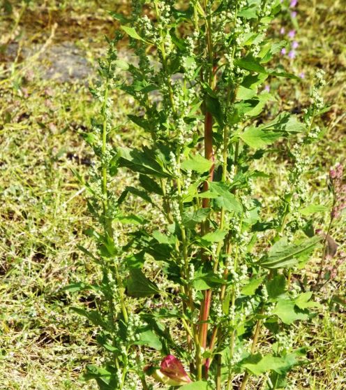 Quale Chenopodium? Chenopodium album