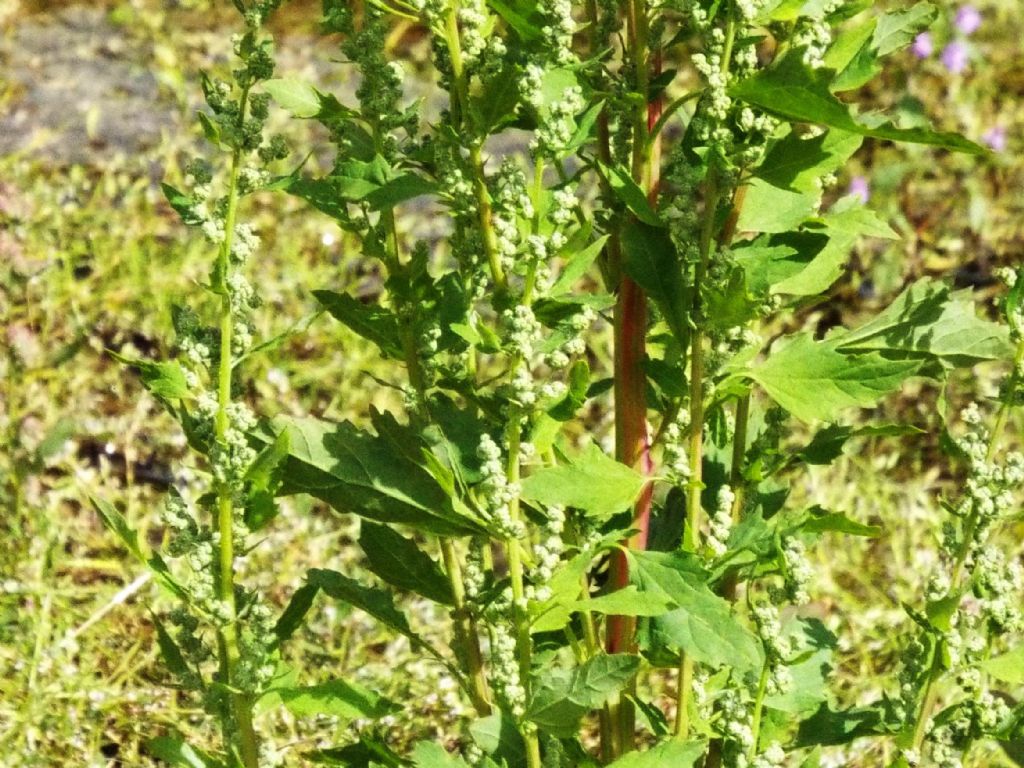 Quale Chenopodium? Chenopodium album