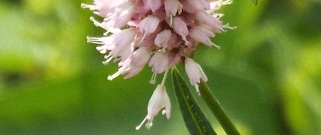 Bistorta officinalis (ex Polygonum bistorta), Polygonaceae