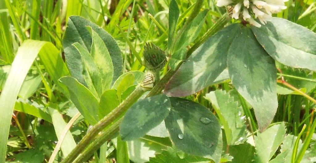 Trifolium pratense subsp. nivale / Trifoglio nivale