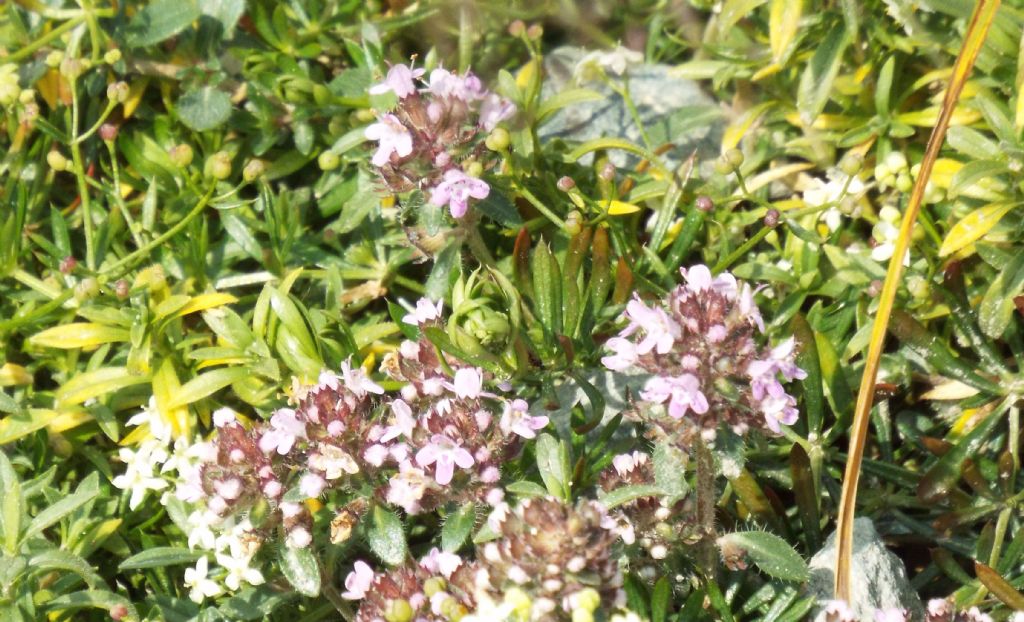 Thymus sp. (Lamiaceae)