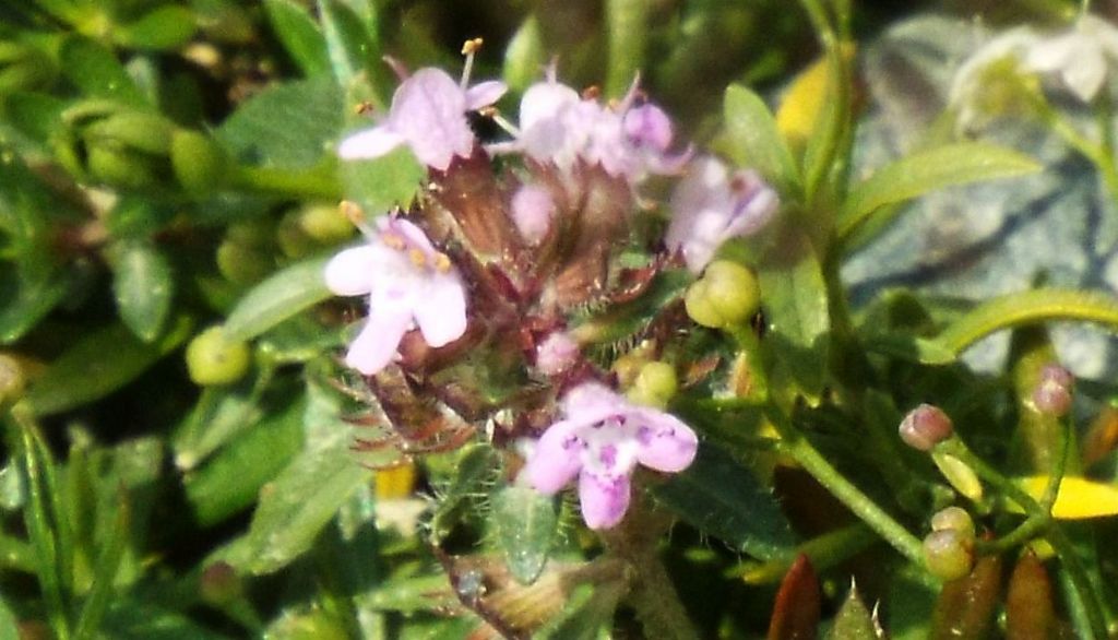 Thymus sp. (Lamiaceae)