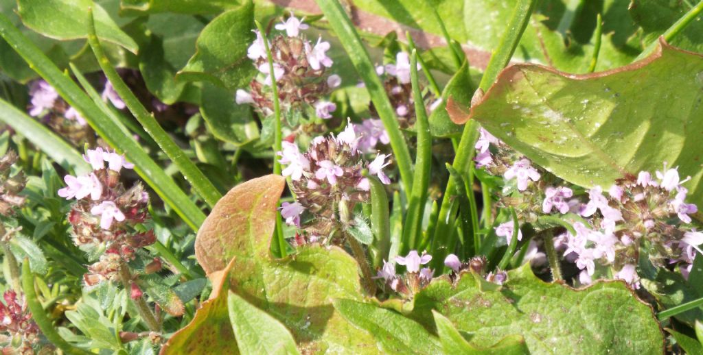 Thymus sp. (Lamiaceae)